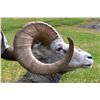 Image 1 : 15-DAY STONE SHEEP HUNT ~ BRADFORD & CO GUIDE SERVICE LTD.