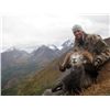Image 2 : 15-DAY STONE SHEEP HUNT ~ BRADFORD & CO GUIDE SERVICE LTD.