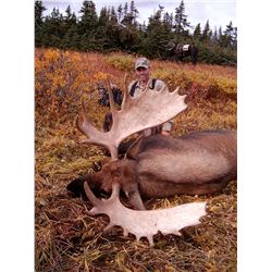 TROPHY MOOSE HUNT ~ LIARD RIVER ADVENTURES