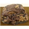 Image 3 : WWII NAZI GERMAN HELMET REVERSIBLE CAMOUFLAGE COVER