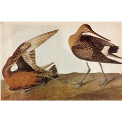 ~ HUDSONIAN GODWIT ~ The Birds of America - John James