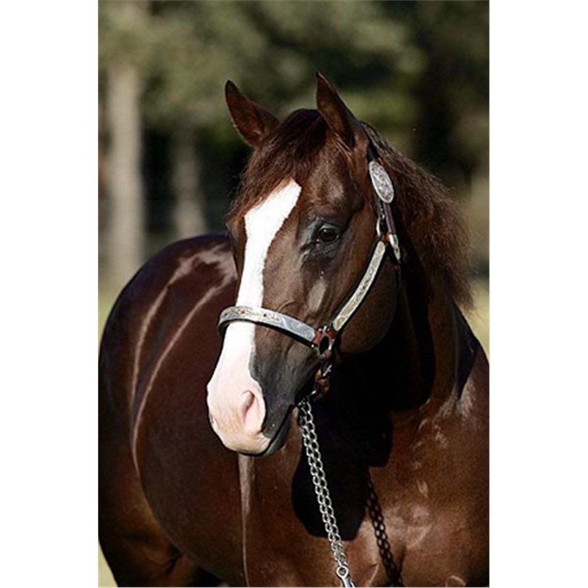 Reys Dual Badger - 2000 Sorrel AQHA Stallion