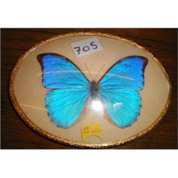 A C19th oval framed and mounted butterfly ...