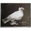 Image 1 : RARE PABLO PICASSO WHITE BIRD SIGNED LITHOGRAPH
