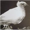 Image 2 : RARE PABLO PICASSO WHITE BIRD SIGNED LITHOGRAPH