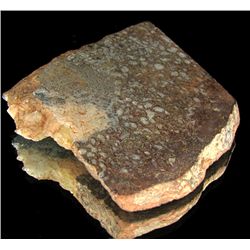 397ct Dinosaur Bone Cut Slab (MIN-000465)