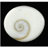 Image 1 : 11+ct India Shivas Gomti Chakra (GMR-0883B)