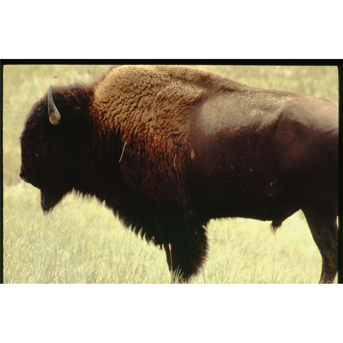 2 Day Trophy Buffalo Hunt Package Lower Brule Sioux Reservation Lower Brule, South Dakota