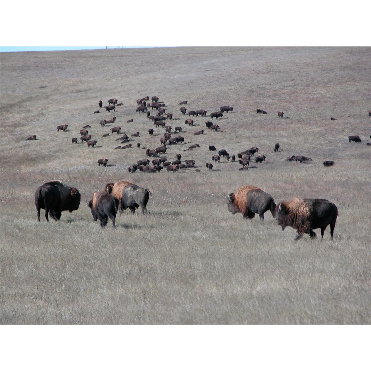 2 Day Trophy Buffalo Hunt Package Lower Brule Sioux Reservation