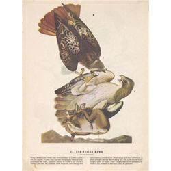 MWF1561 ~ RED TAILED HAWK ~ FRAMED MATTED PRINT ~ 14 X