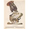 Image 1 : MWF1561 ~ RED TAILED HAWK ~ FRAMED MATTED PRINT ~ 14 X