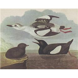 BLACK GUILLEMOT MATTED PRINT John James Audubon Circa 1