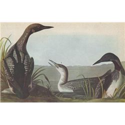 PACIFIC LOON MATTED PRINT John James Audubon Circa 1946