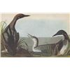 Image 1 : PACIFIC LOON MATTED PRINT John James Audubon Circa 1946