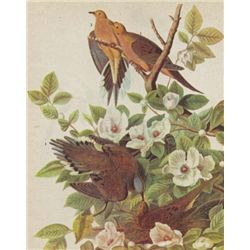 MOURNING DOVE MATTED PRINT John James Audubon Circa 194