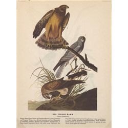 MWF1564~ MARSH HAWK ~ FRAMED MATTED PRINT ~ 14 X 11 ~Th