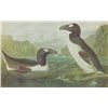 Image 1 : GREAK AUK MATTED PRINT John James Audubon Circa 1946