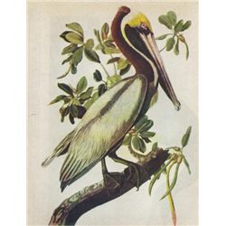BROWN PELICAN MATTED PRINT John James Audubon Circa 194