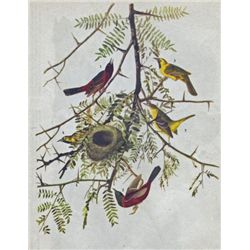 ORCHARD ORIOLE MATTED PRINT John James Audubon Circa 19