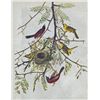 Image 1 : ORCHARD ORIOLE MATTED PRINT John James Audubon Circa 19