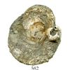 Image 1 : Clump of 2 Spanish colonial bust coins (one 8R and one 2R).  35.2 grams. Thick cocoon of whitish enc