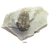 Image 1 : Fossilized trilobite (1-1/2") in matrix, probably found in the US, 250-500 million years old.  114.9