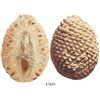 Image 1 : Fossilized pinecone (araucaria mirabilis), 160 million years old (Jurassic period), from Patagonia