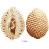 Image 1 : Fossilized pinecone (araucaria mirabilis), 160 million years old (Jurassic period), from Patagonia