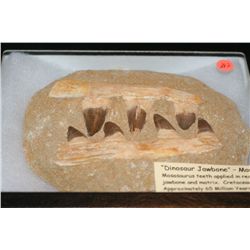 Dinosaur Jawbone, Crestaceous period, approximately 65 million yrs old, found in the Sahara Desert, 