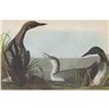 Image 1 : PACIFIC LOON MATTED PRINT John James Audubon Circa 1946