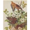 Image 1 : MOURNING DOVE MATTED PRINT John James Audubon Circa 194
