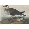 Image 1 : POMARINE JAEGER MATTED PRINT John James Audubon Circa 1