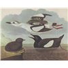 Image 1 : BLACK GUILLEMOT MATTED PRINT John James Audubon Circa 1