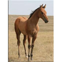 Sally Bullion (pending) - 2012 Dun AQHA Filly