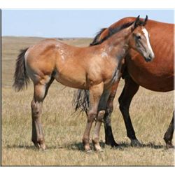 Tesa Bully (pending) - 2012 Gray AQHA Filly