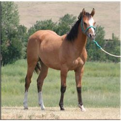 Cisco Miss Redwood - 2011 Dun AQHA Mare