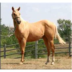 Cisco Bunny Jet - 2011 Palomino AQHA Mare