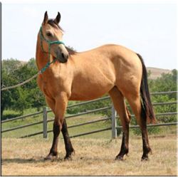 French Miss Drift - 2011 Buckskin AQHA Mare