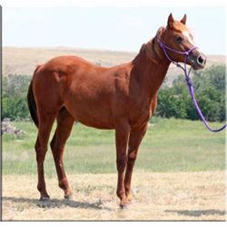 French Miss Wonder - 2011 Sorrel AQHA Mare