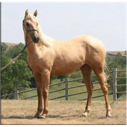 French Miss Silver - 2011 Palomino AQHA Mare