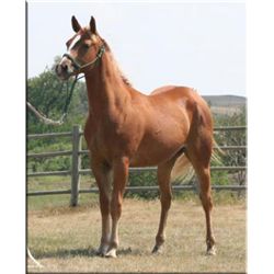 Tough Miss Busy - 2011 Sorrel AQHA Mare