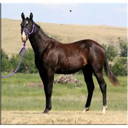 Tough San Charge - 2011 Black AQHA Stallion