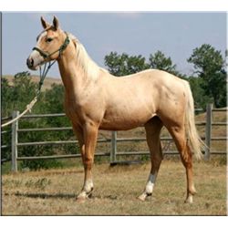 John Cisco - 2011 Palomino AQHA Stallion