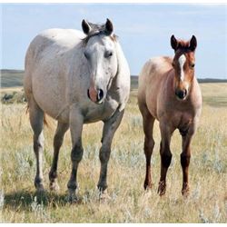 Sugar N Breezy - 1996 Gray AQHA Mare
