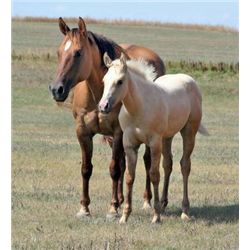 Glitters Gay - 1997 Red Dun AQHA Mare