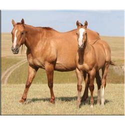 Ciclone Sugar - 1996 Red Dun AQHA Mare