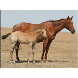 Classy T Sugar - 1997 Red Roan AQHA Mare