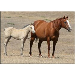 Sugar Sonora - 1998 Sorrel AQHA Mare