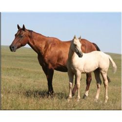 Musics Whisper - 1990 Sorrel AQHA Mare