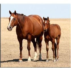 Some Kinda Moon Fire - 1993 Sorrel AQHA Mare